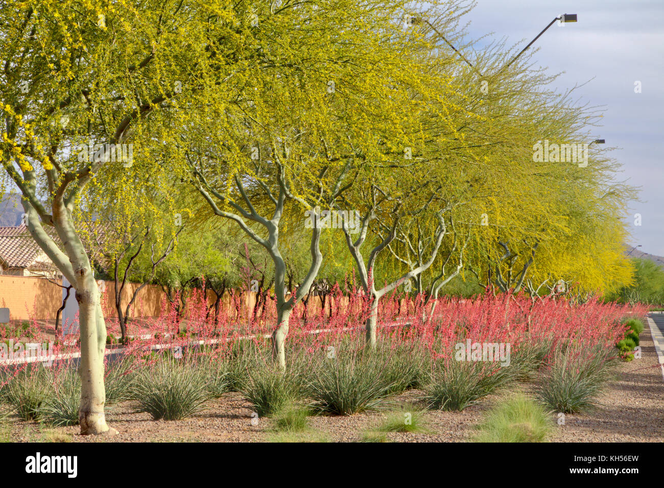 Palo Brea e Rosso yucca piantato in un semaforo con un isola. Foto Stock
