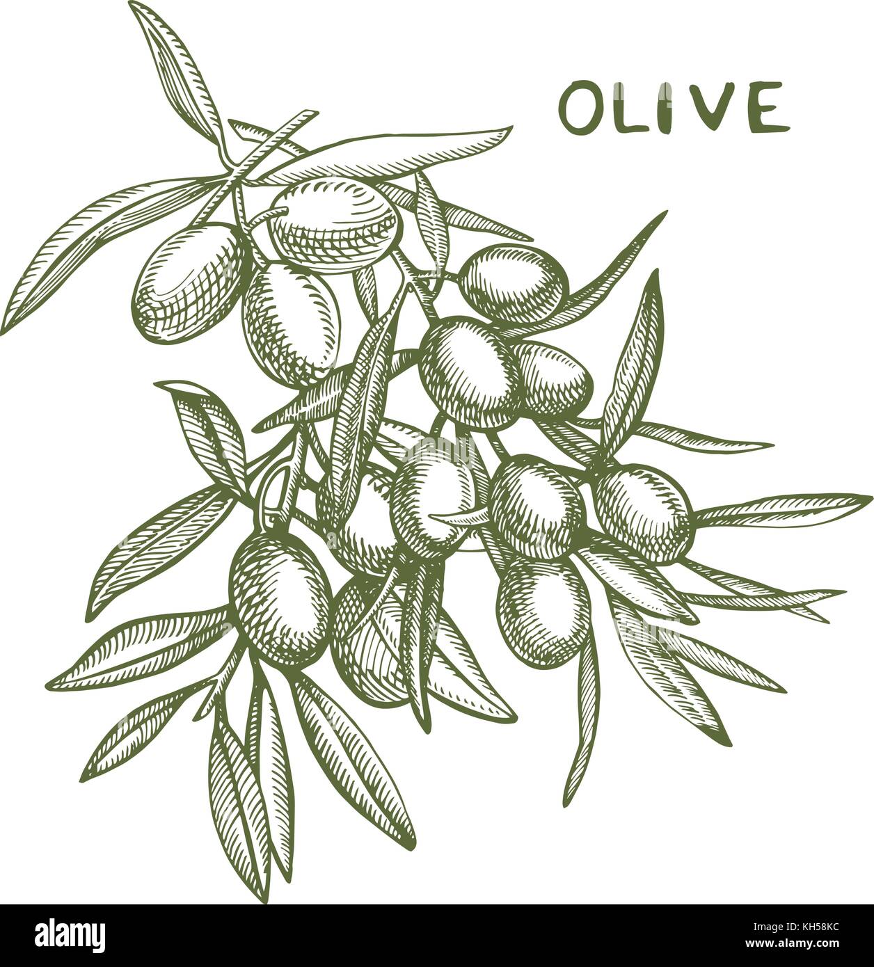 Un ramo di olive mature è succosa versata con olio. farmers market menu design. cibo organico poster. mano vintage bozzetto illustrazione vettoriale. grafico lineare. Illustrazione Vettoriale