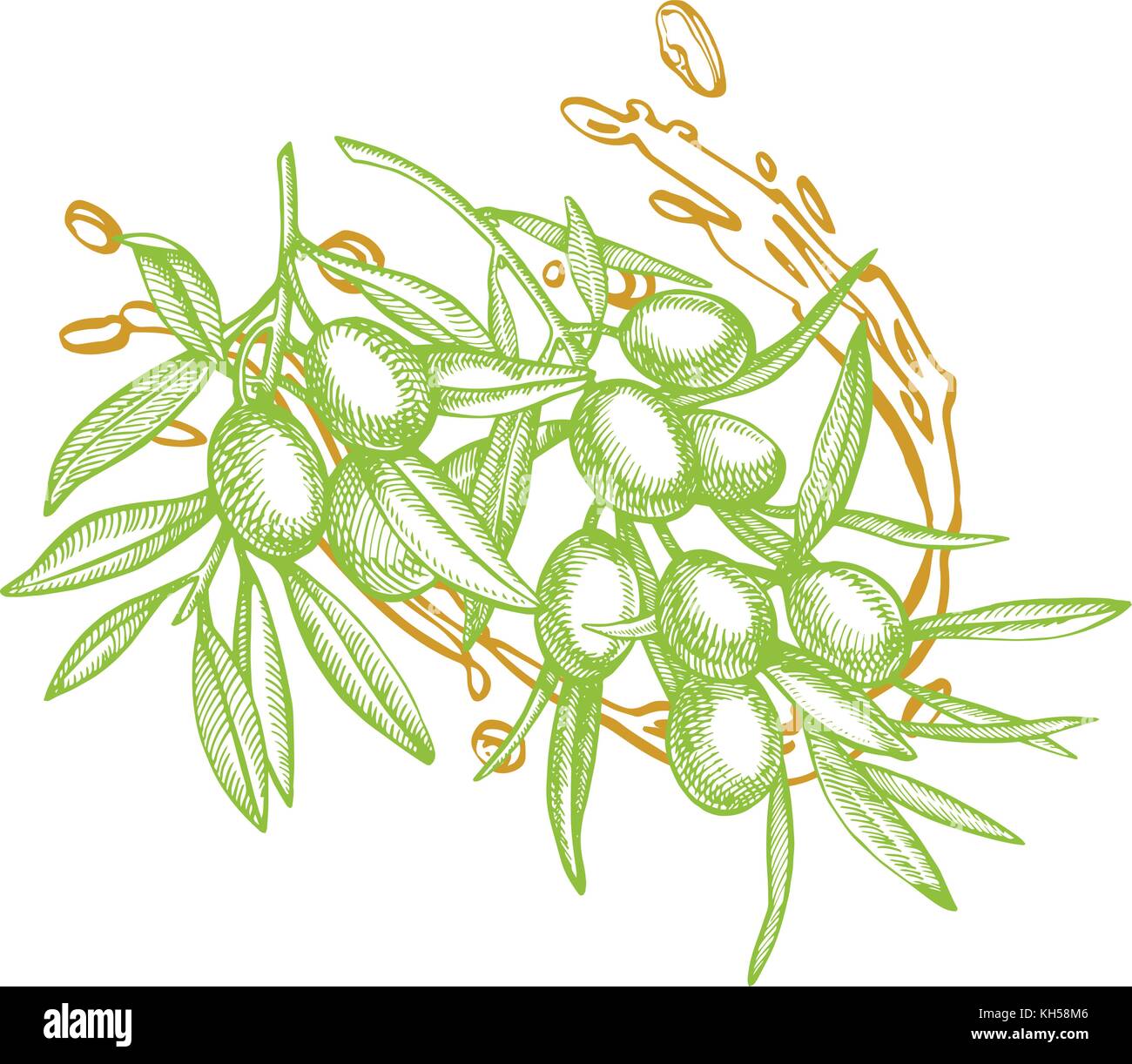 Un ramo di olive mature è succosa versata con olio. farmers market menu design. cibo organico poster. mano vintage bozzetto illustrazione vettoriale. grafico lineare. Illustrazione Vettoriale