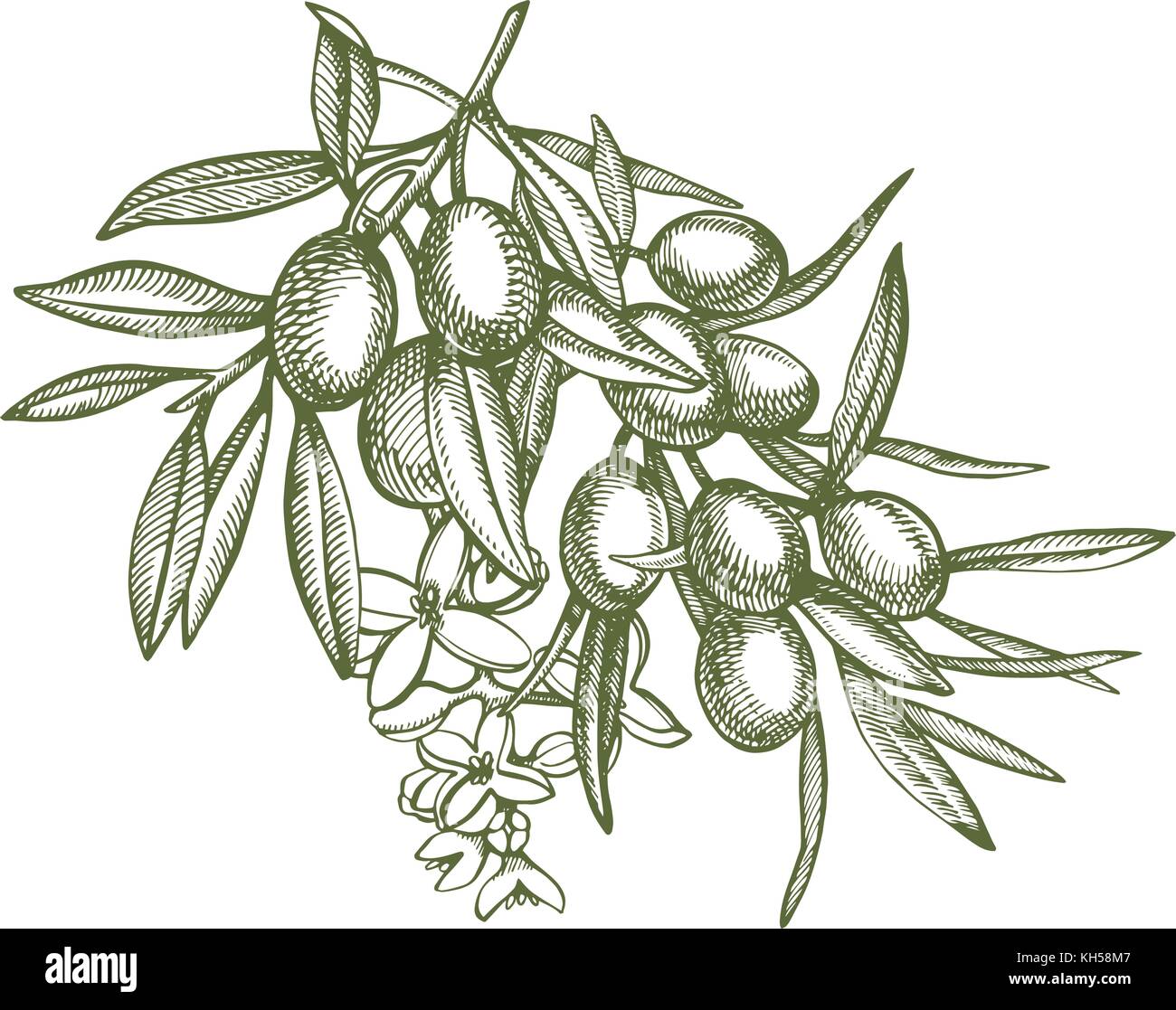 Un ramo di olive mature è succosa versata con olio. farmers market menu design. cibo organico poster. mano vintage bozzetto illustrazione vettoriale. grafico lineare. Illustrazione Vettoriale