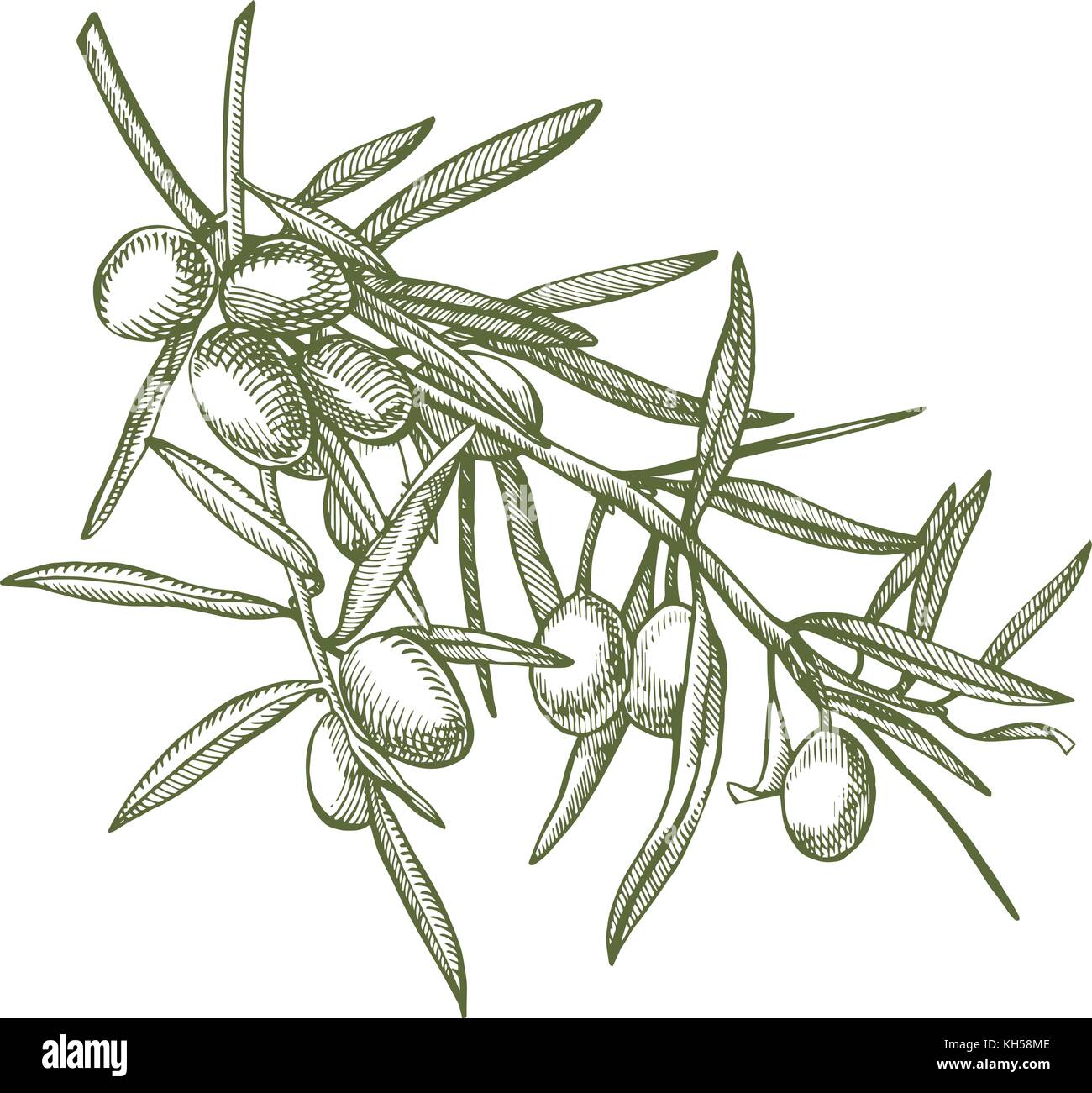 Un ramo di olive mature è succosa versata con olio. farmers market menu design. cibo organico poster. mano vintage bozzetto illustrazione vettoriale. grafico lineare. Illustrazione Vettoriale