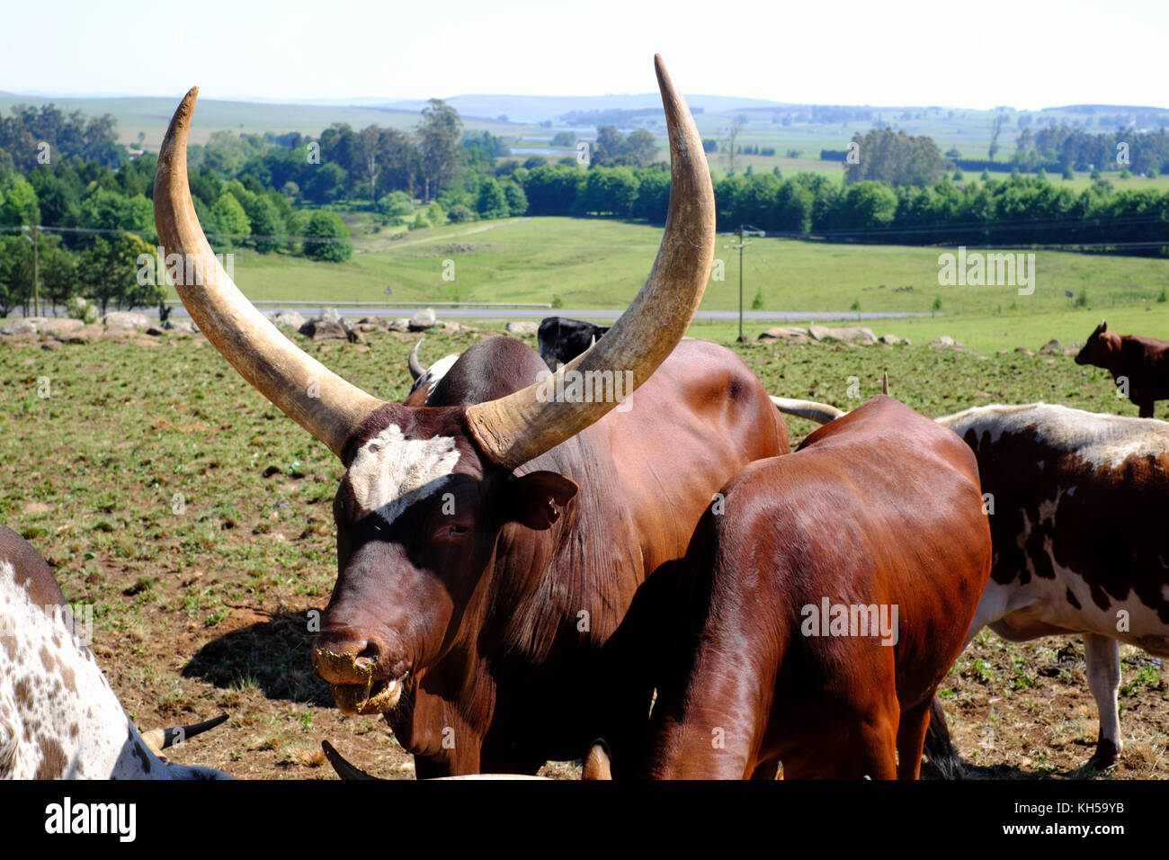 Ankole Watusi bestiame in una fattoria in Sud Africa. Foto Stock