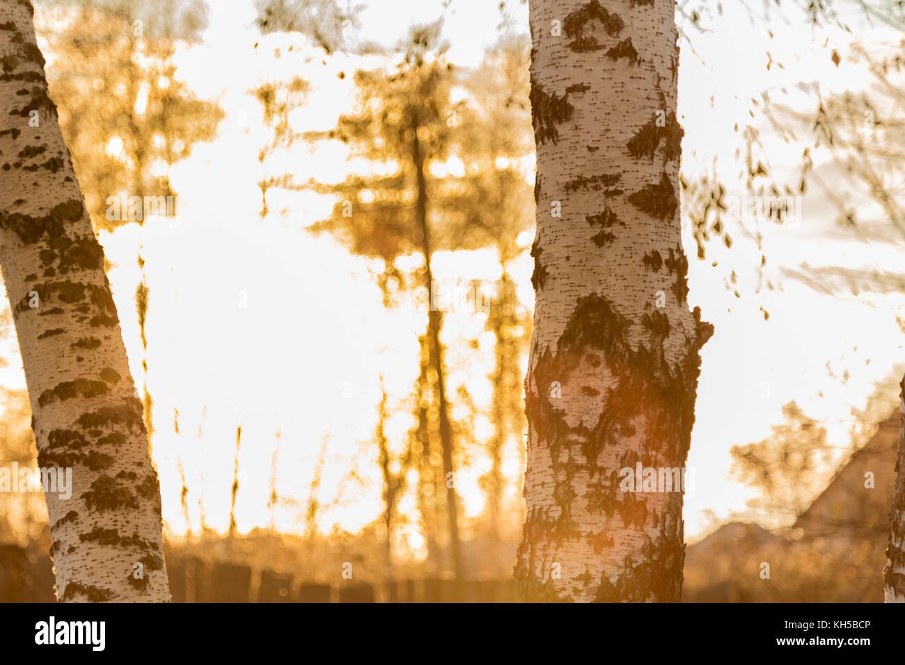 Autunno tronchi di betulle Foto Stock