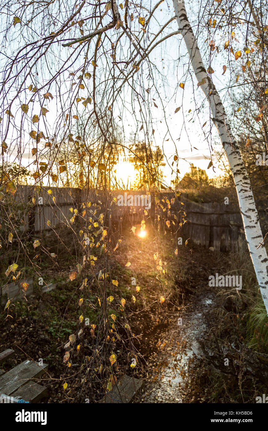 Autunno tronchi di betulle Foto Stock