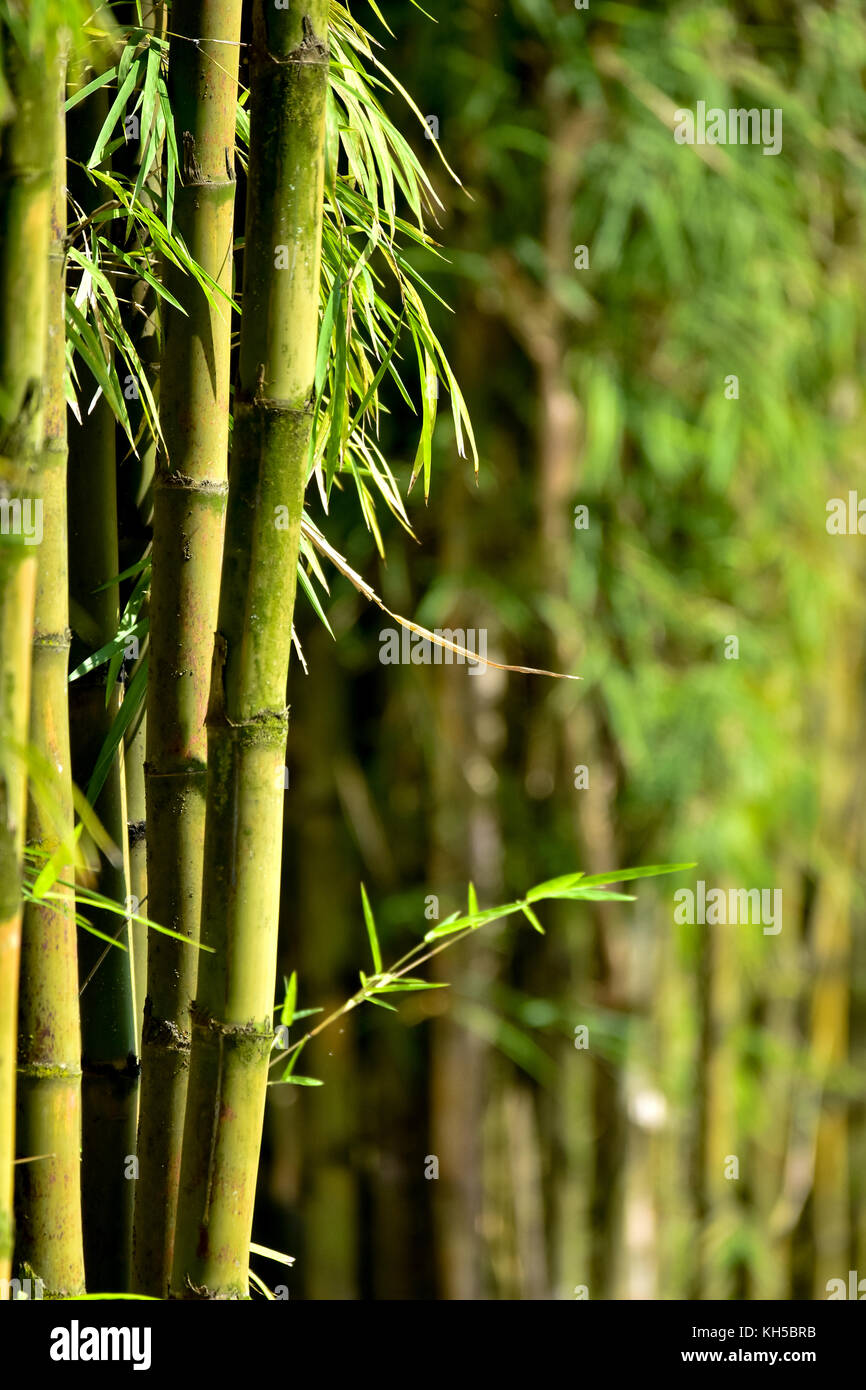 Il simbolismo di bambù Foto Stock