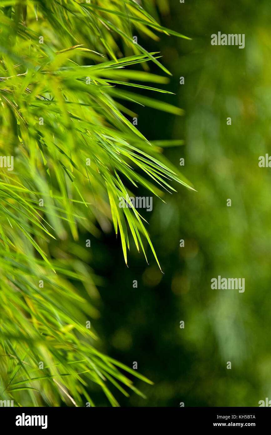 Il simbolismo di bambù Foto Stock