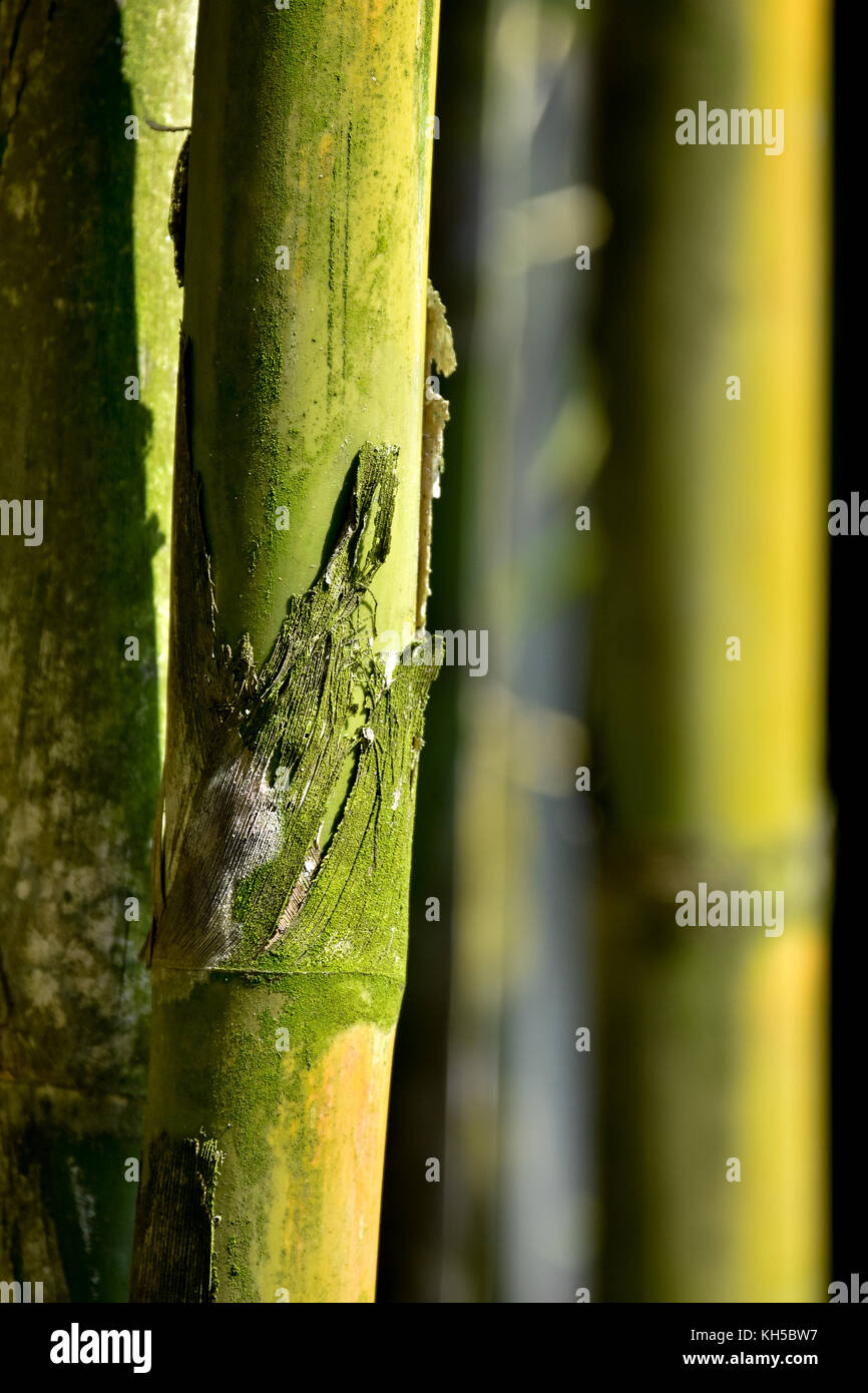 Il simbolismo di bambù Foto Stock