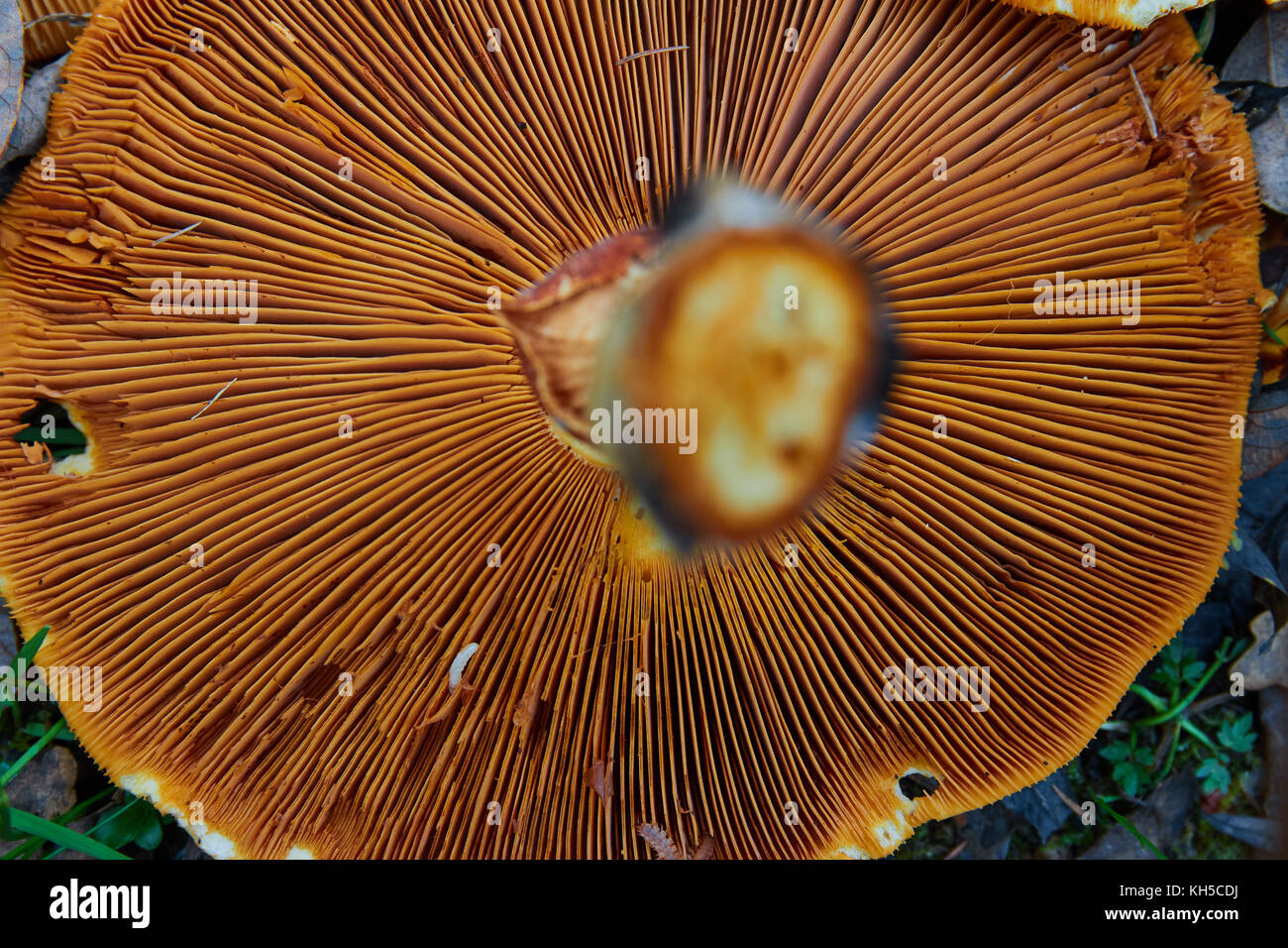 Phaeolepiota aurea,di fungo d'oro nella foresta Foto Stock