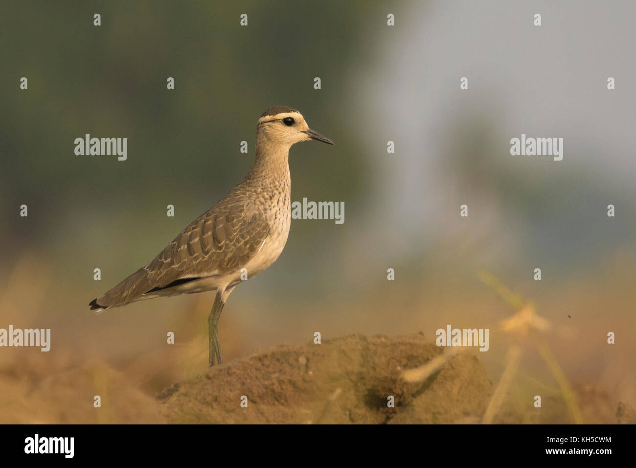 Girovagare socievole o amante socievole (Vanellus gregarius) Gujarat, India Foto Stock