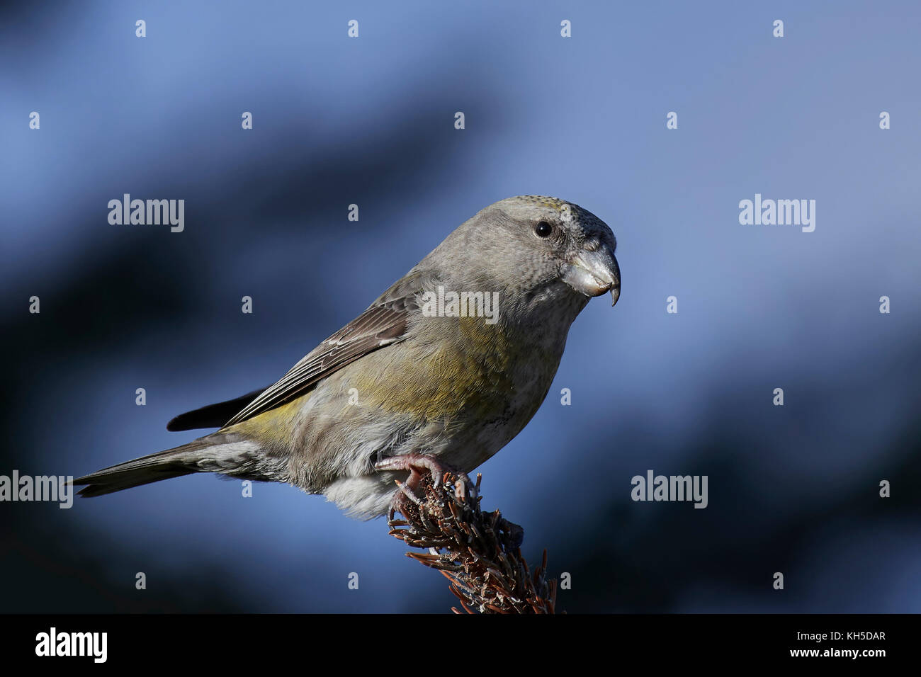 Parrot crossbill nel suo habitat naturale Foto Stock