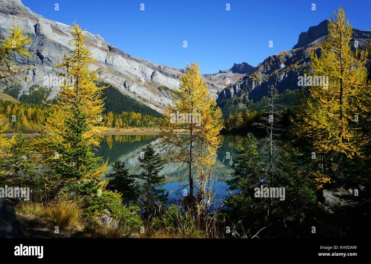 Lago di Derborence con i larici in autunno, Canton Vallese, alpi svizzere, Svizzera Foto Stock