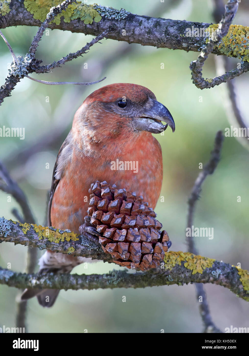 Parrot crossbill nel suo habitat naturale Foto Stock