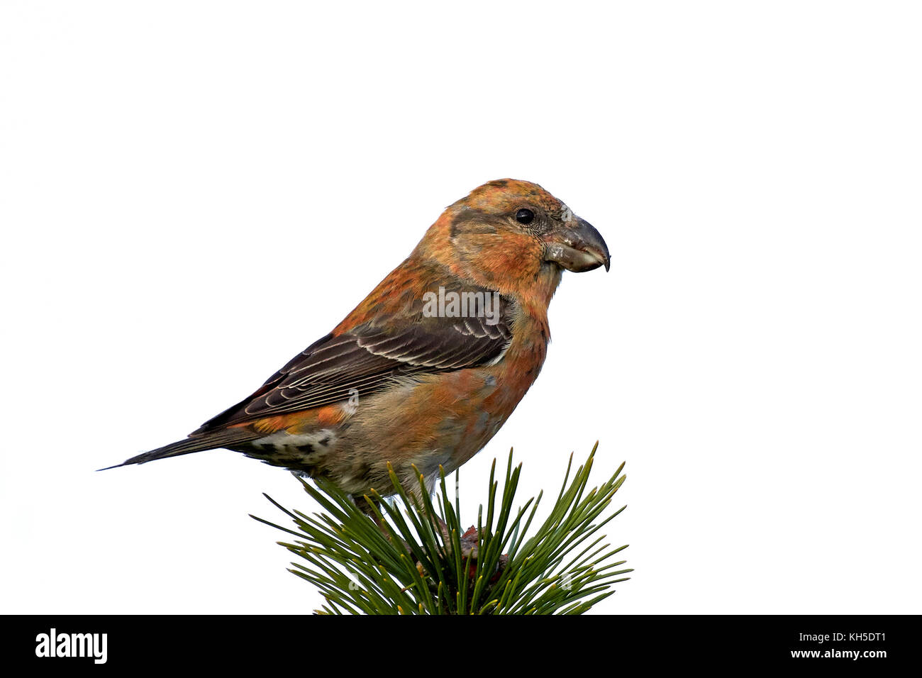 Parrot crossbill nel suo habitat naturale Foto Stock