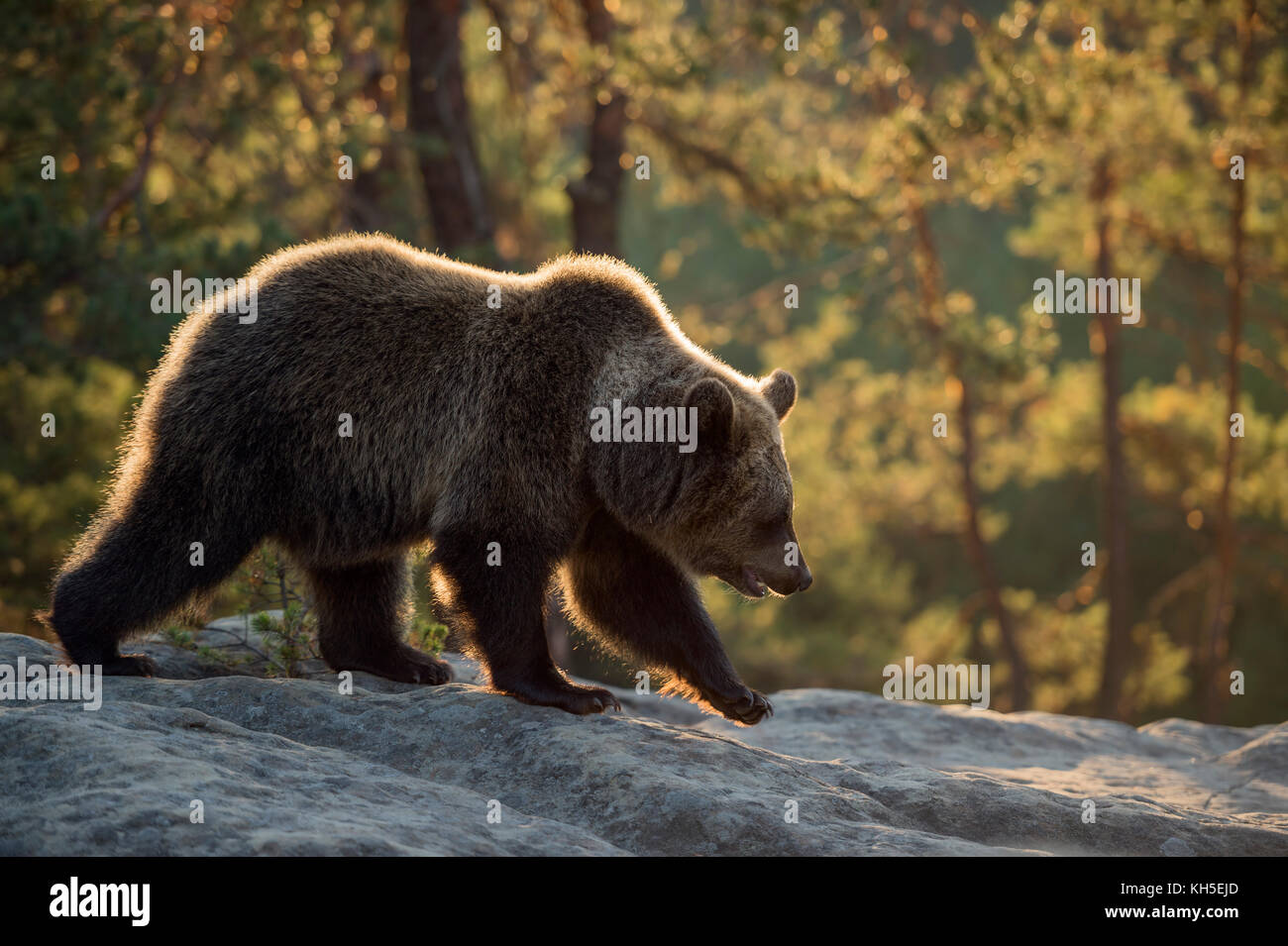 Orso marrone europeo / Braunbaer ( Ursus arctos ), giovane, camminando su rocce su una radura in una foresta boreale, prima luce calda del mattino, Europa. Foto Stock