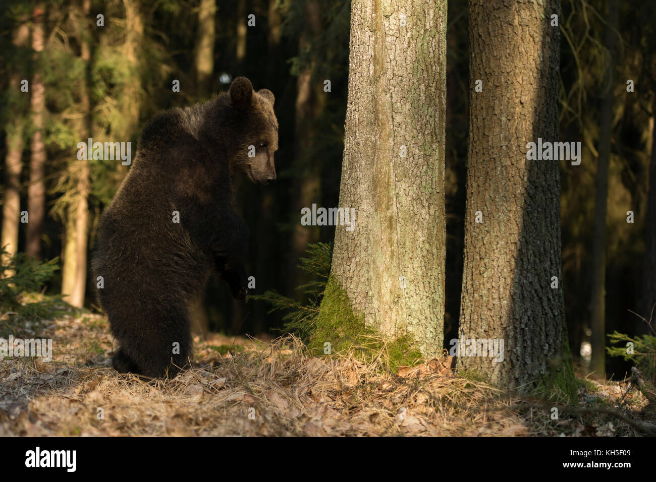 European Brown Bear / Europaeischer Braunbaer ( Ursus arctos ), cucciolo giocoso, adolescente, si trova sulle gambe di hind in una foresta autumale colorata, Europa. Foto Stock