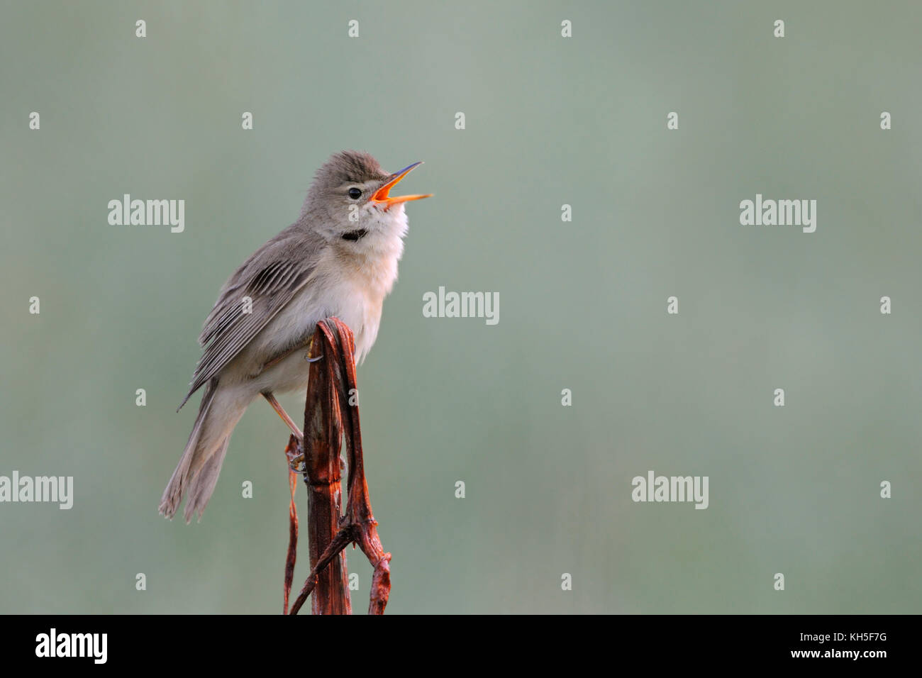 Marsh Warbler ( Acrocephalus palustris ), maschio adulto, arroccato su un gambo marcio, canto post, canto il suo canto, comportamento territoriale, fauna selvatica, Europa. Foto Stock