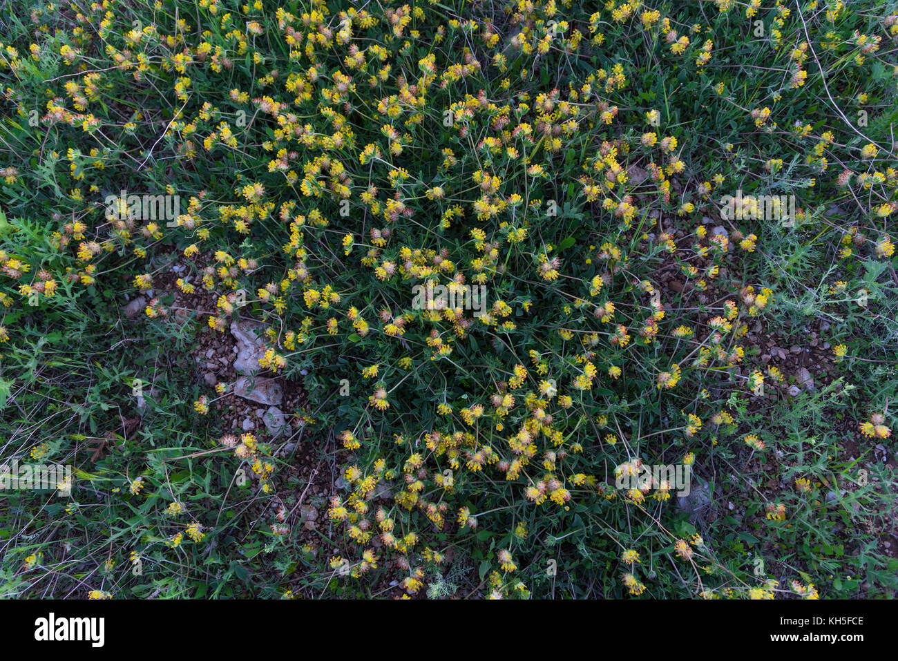 Tettuccio di fiori gialli prato closeup Foto Stock