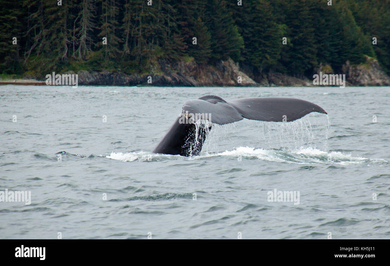 Humpback Whale immersioni subacquee al largo della costa di Juneau, in Alaska Foto Stock