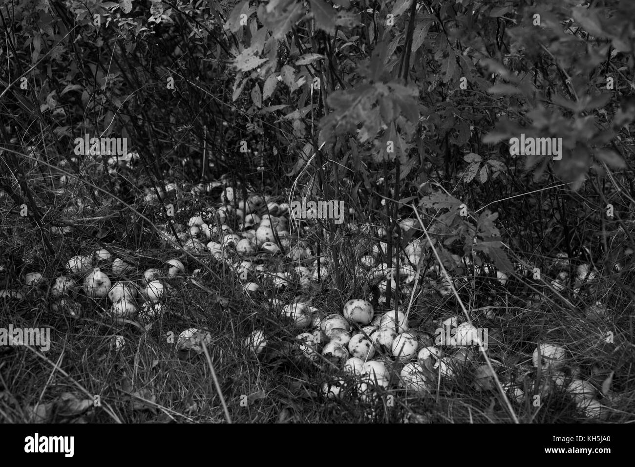 Mele caduti sulla terra. Foto Stock