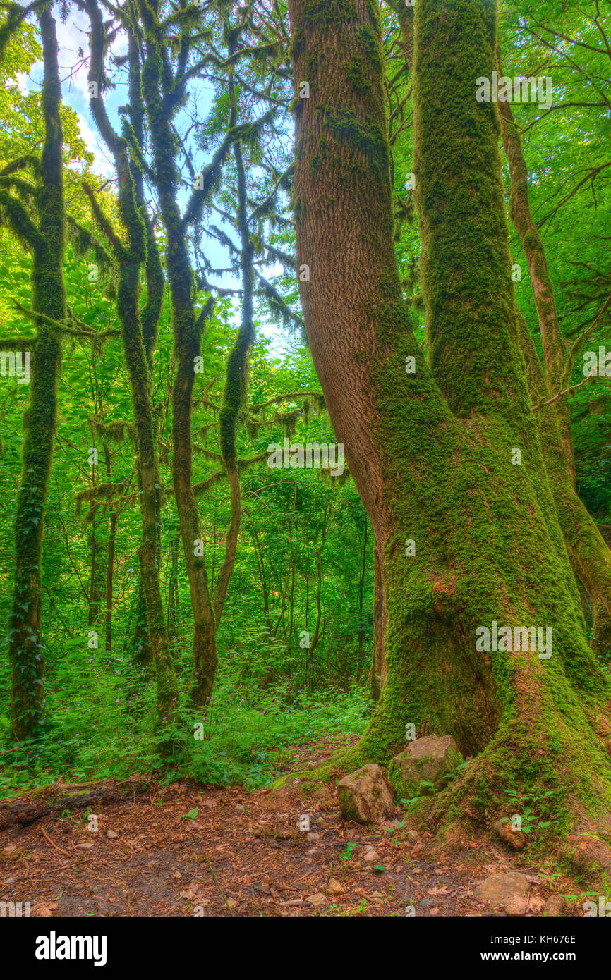 Diversi di muschio di alberi di legno di bosso vicino al grande tronco del vecchio albero nella foresta in giorno di estate Foto Stock