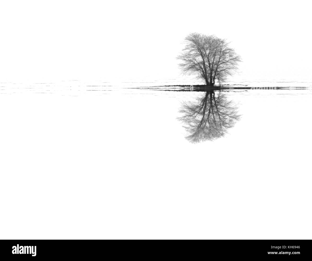 Natura stagionale immagine bianca: Paesaggio con lonely unico albero di inverno in una nebbiosa pianura neve (solitudine concetto) con riflessioni. Foto Stock