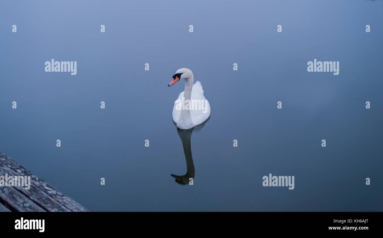 Riflessioni del cigno Foto Stock