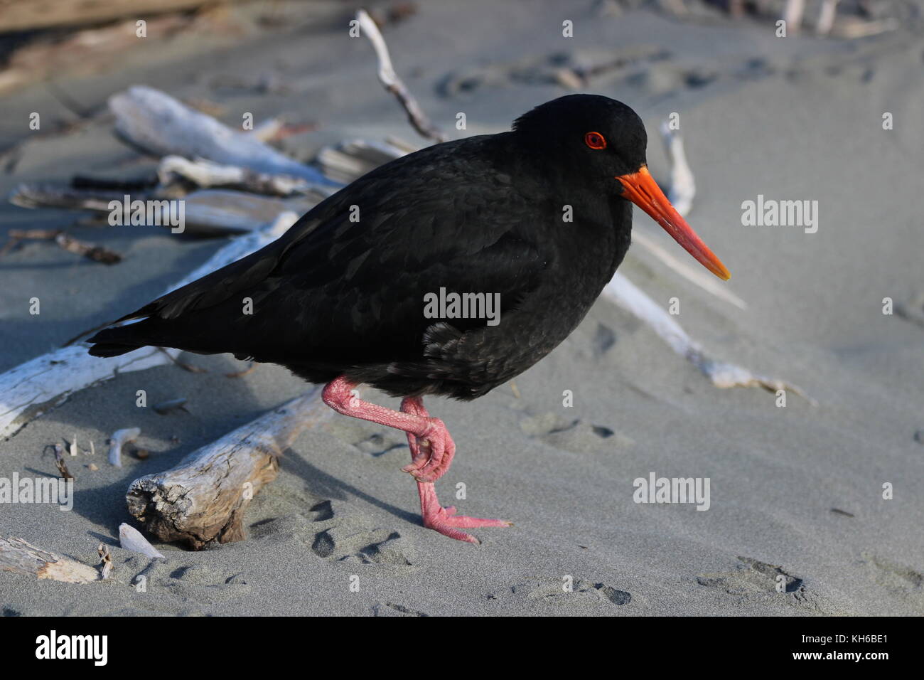 Nuova Zelanda uccelli costieri Foto Stock