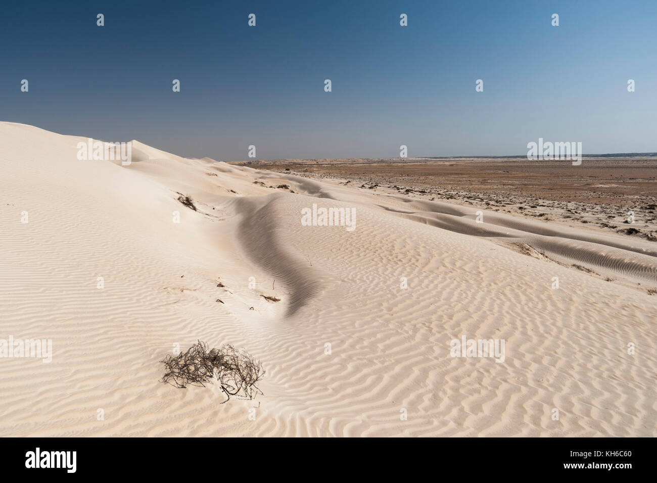 Deserto khaluf, Oman. Foto Stock