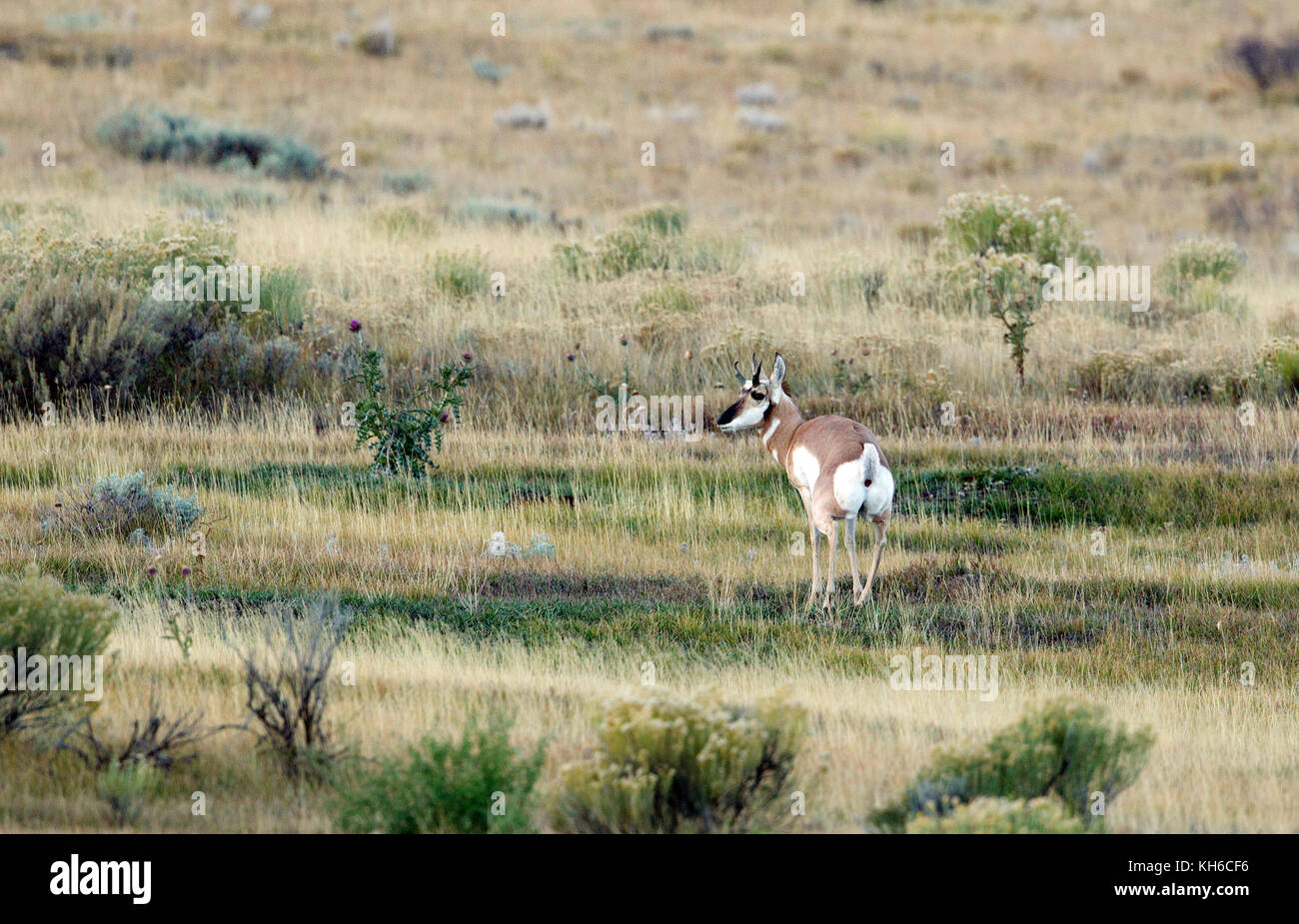 Pronghorn antelope buck Foto Stock