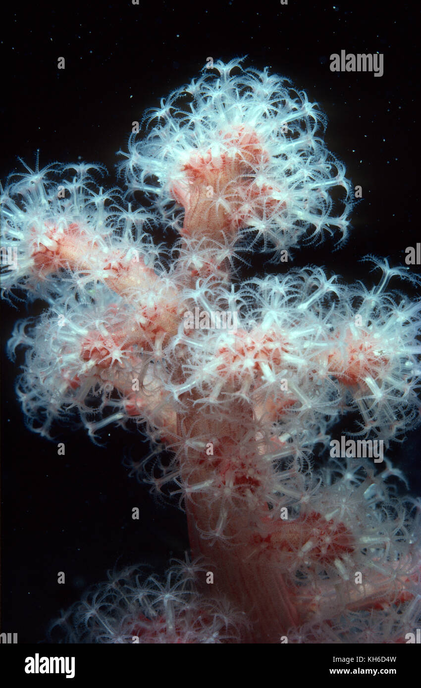 Close up di tentacoli di un rosso corallo morbido Foto Stock