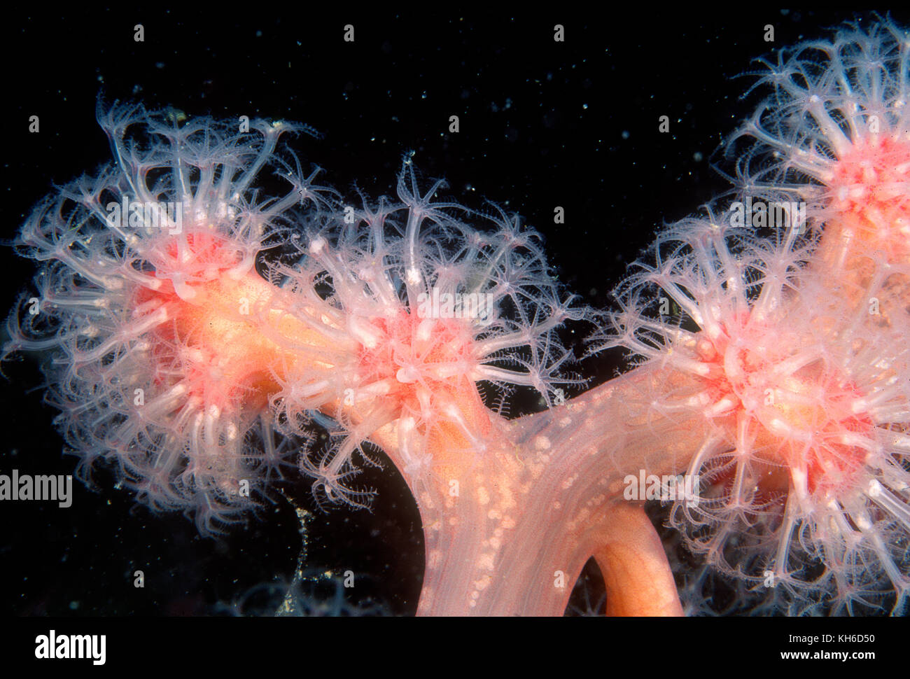 Close up di tentacoli di un rosso corallo morbido Foto Stock