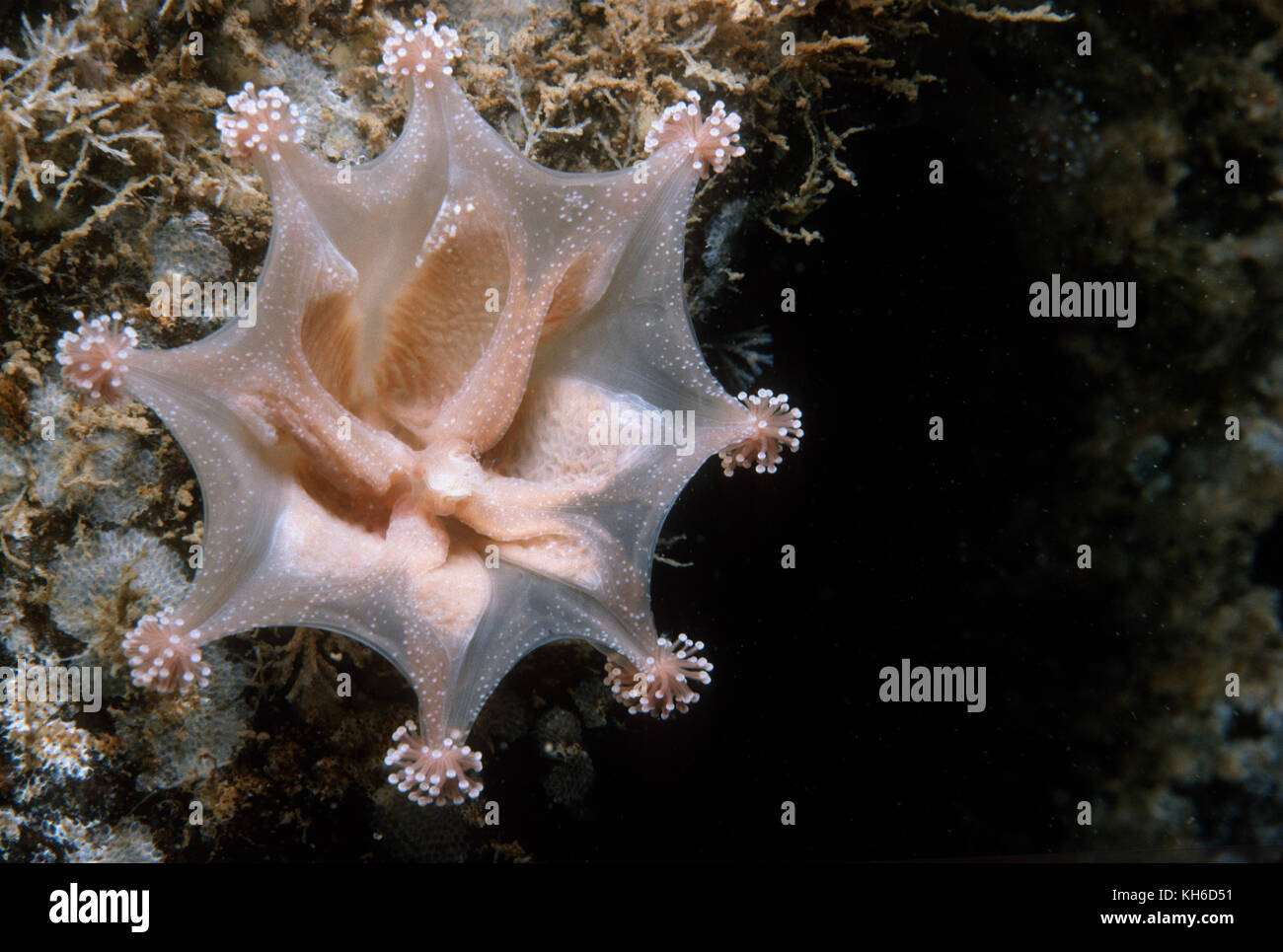 Sgambate meduse nel fiordo di Saguenay Foto Stock