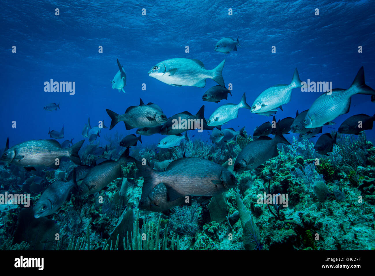Seascape subacquea e scuola di pesce a Little Cayman Foto Stock