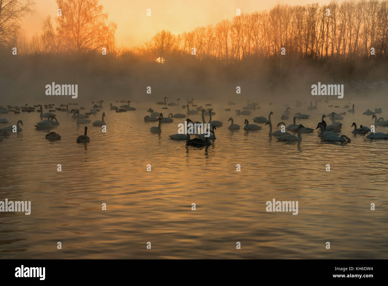 Cigni in una nebbia sul lago privo di ghiaccio in inverno al tramonto Foto Stock