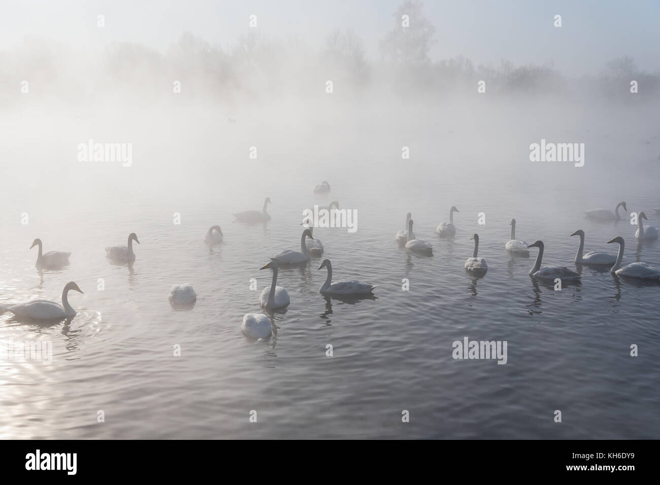 Cigni nuotano nella nebbia sul ghiaccio-lago di mattina di sole in inverno Foto Stock