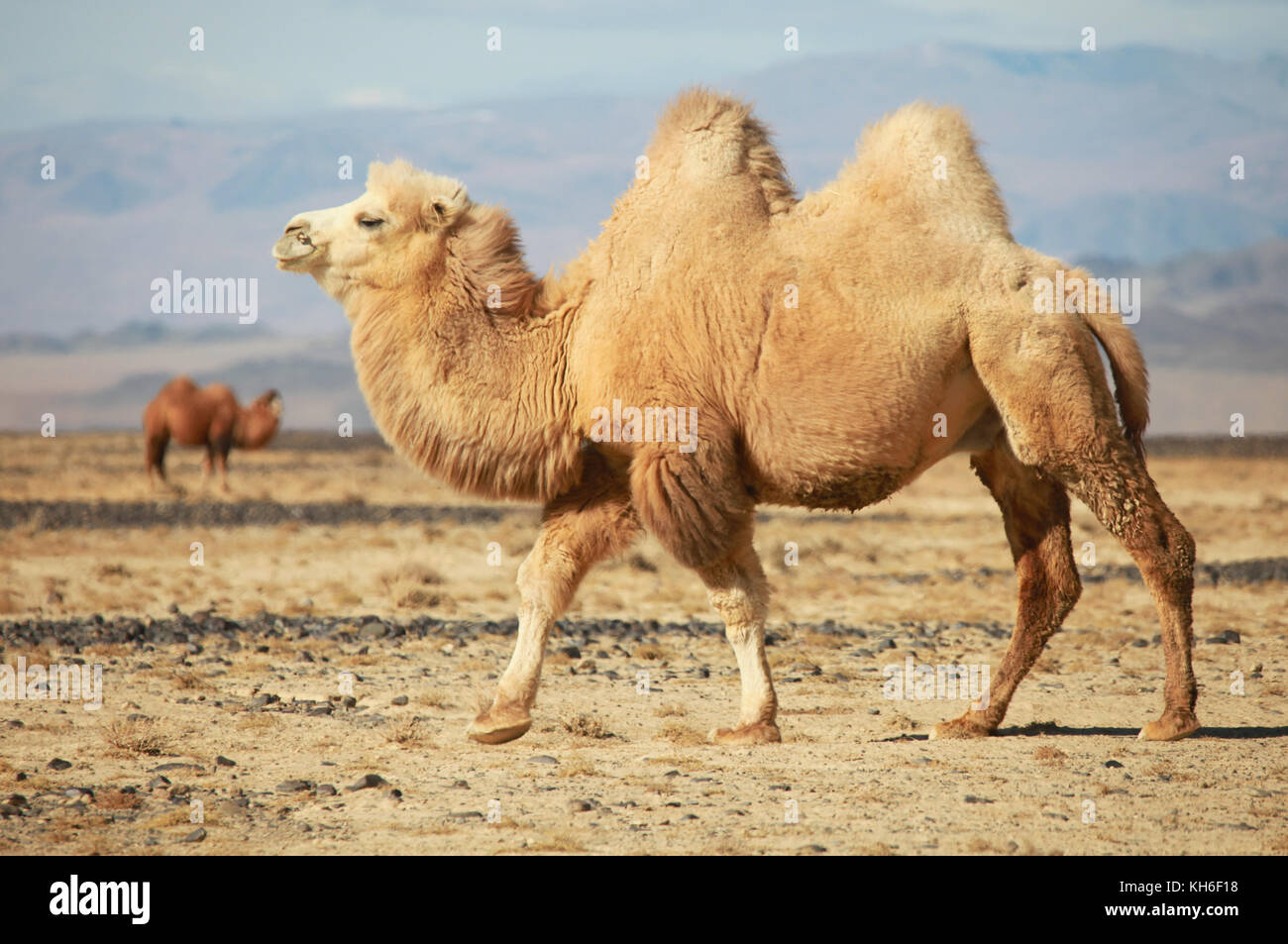 Bactrian camel nelle steppe della Mongolia. vero per il trasporto di un nomade Foto Stock