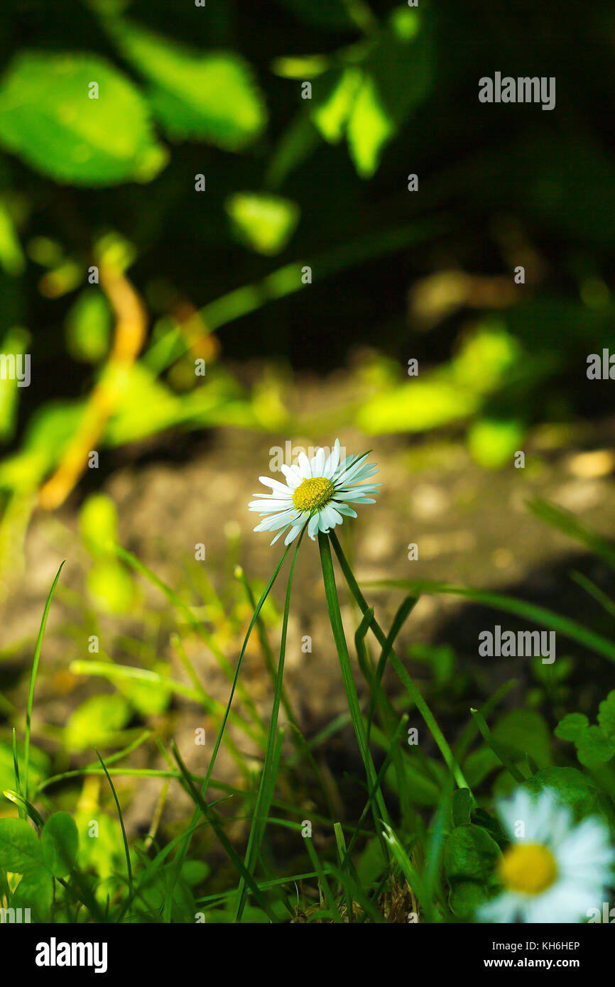 Di piccole dimensioni e di colore bianco dei fiori di campo bellis perennis, comune daisy, prato daisy o inglese daisy Foto Stock