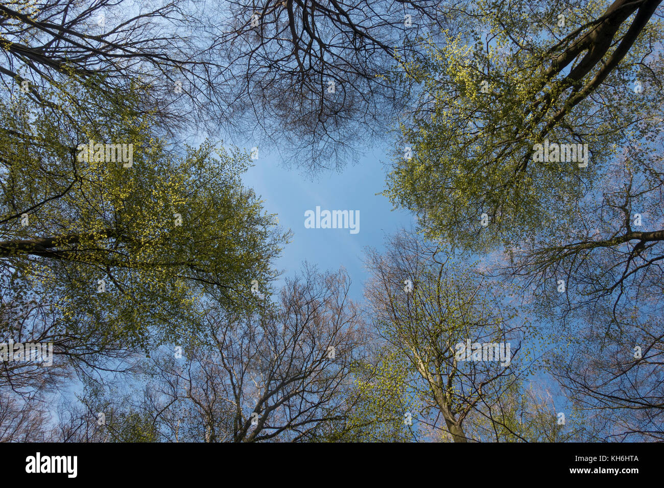 Tree Tops in primavera, uno sguardo nel cielo blu, faggi in primavera, in Germania, in Europa. Foto Stock