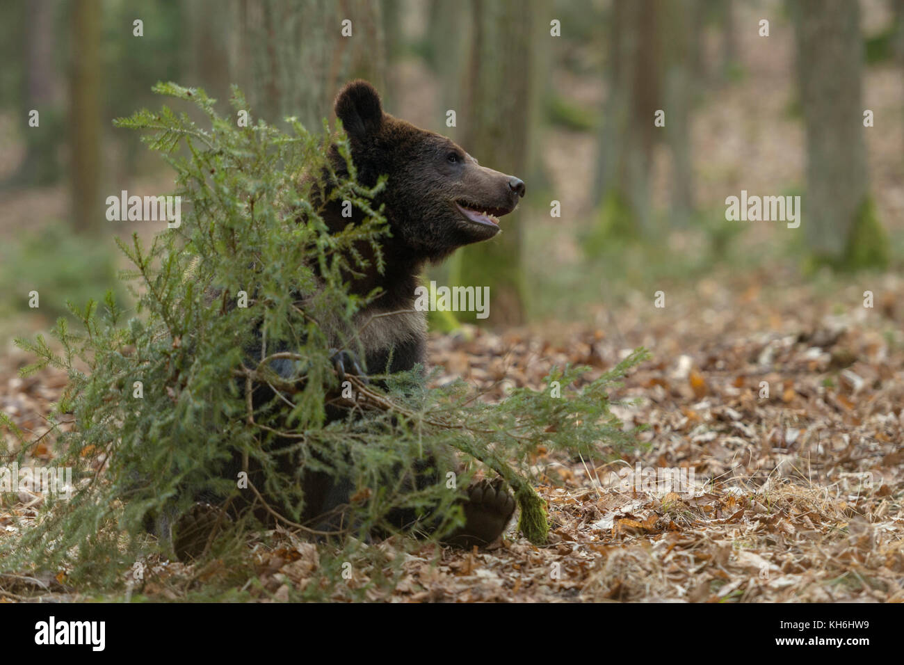 Unione orso bruno / Europaeischer Braunbaer ( Ursus arctos ), giocoso giovani cub, seduti nei boschi, giocando con un piccolo albero, l'Europa. Foto Stock
