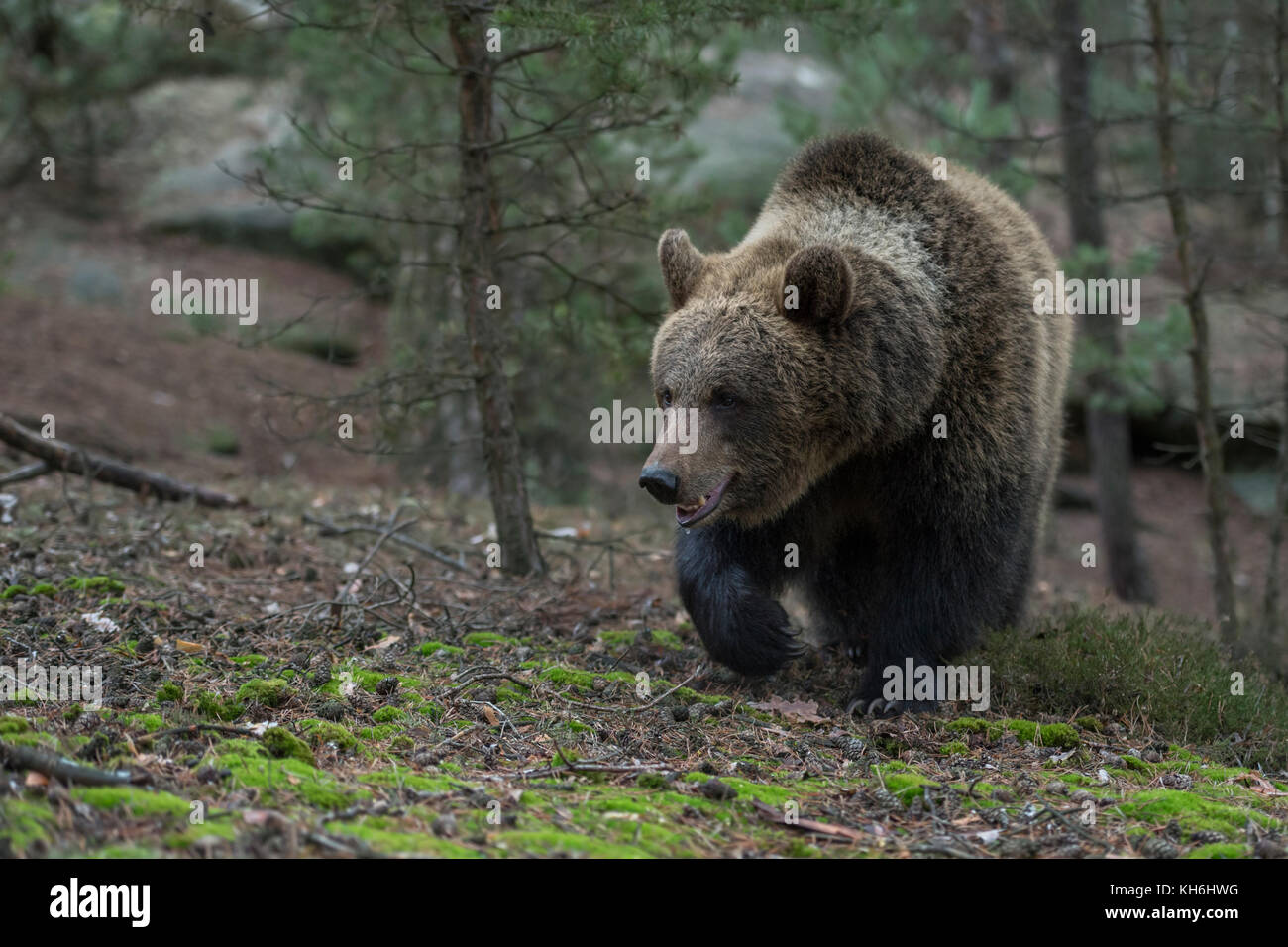 Orso bruno / Braunbär ( Ursus arctos ) a piedi su una piccola collina in una foresta, colpo frontale, Europa. Foto Stock
