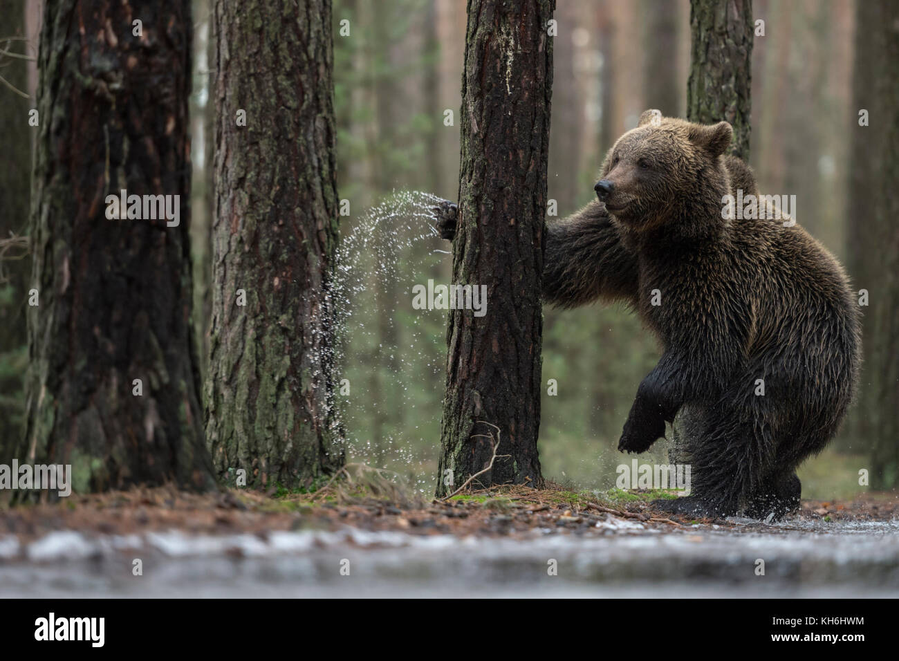 European Brown Bear ( Ursus arctos ), giovane, in piedi sulle gambe posteriori accanto a una puddle ghiacciata, pugilato, lotta con un albero, sembra divertente, Europa. Foto Stock