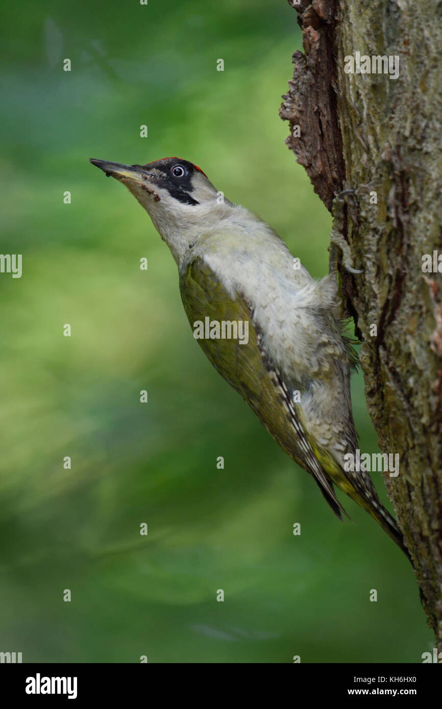 Picchio verde / grünspecht ( Picus viridis ), appollaiato su un tronco di albero, tornando indietro la sua testa, nel tipico in posa, l'Europa. Foto Stock