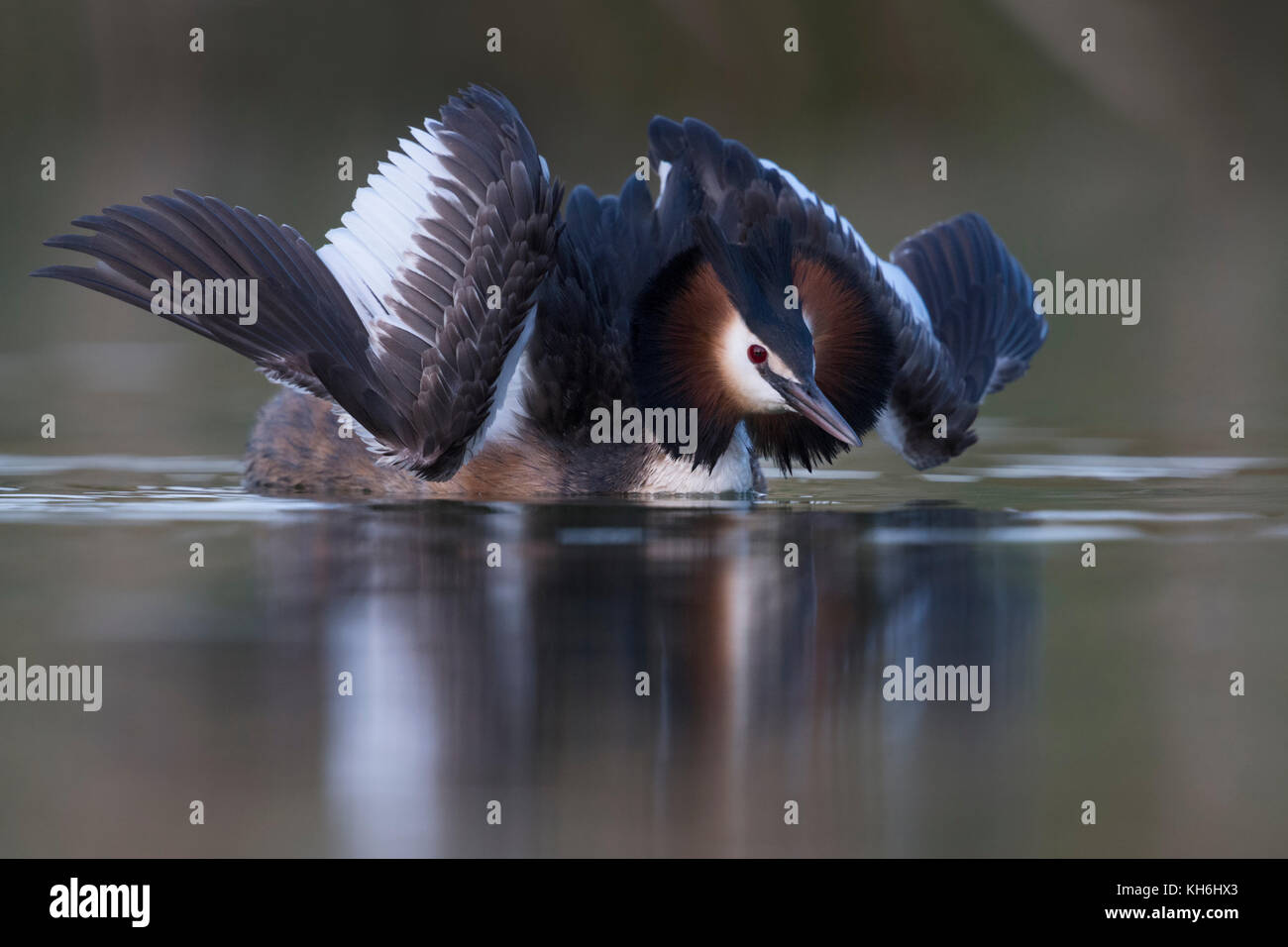 Grande crestato Grebe / Haubentaucher ( Podiceps cristatus ) corteggiando in esposizione gatto, aprendo le sue ali per impressionare il suo compagno, sembra così bella, Europa. Foto Stock