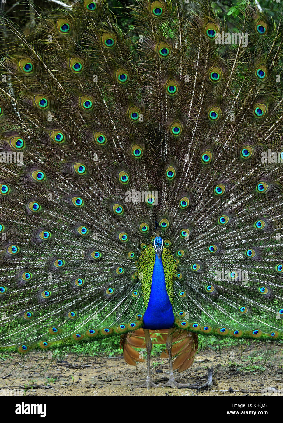 Ritratto di bellissimo pavone con le piume. indiano o peafowl peafowl blu (pavo cristatus) Foto Stock