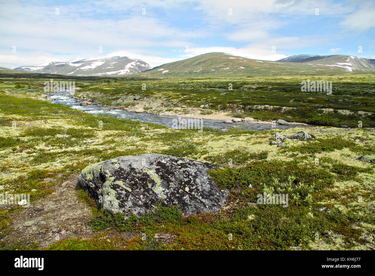 La tundra a dovrefjell national park, Norvegia Foto Stock