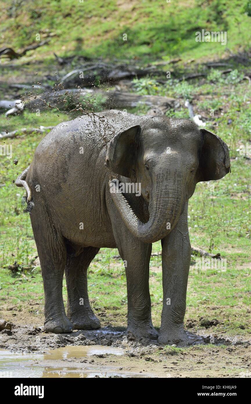 Elephant la spruzzatura di acqua e sporcizia sulla stessa dal suo tronco.. il maschio adulto dello Sri Lanka elephant (Elephas maximus maximus). Foto Stock