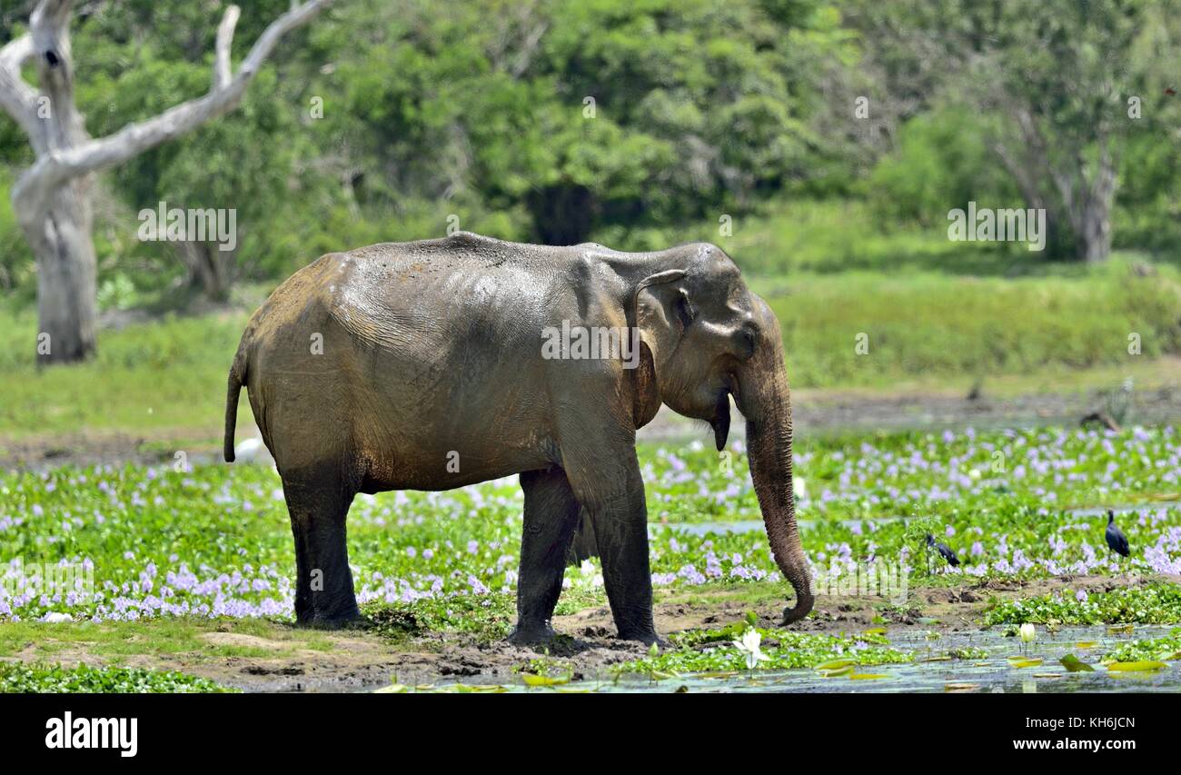 Il maschio adulto dello Sri Lanka elephant (Elephas maximus maximus) alimentazione. Sulla palude Foto Stock