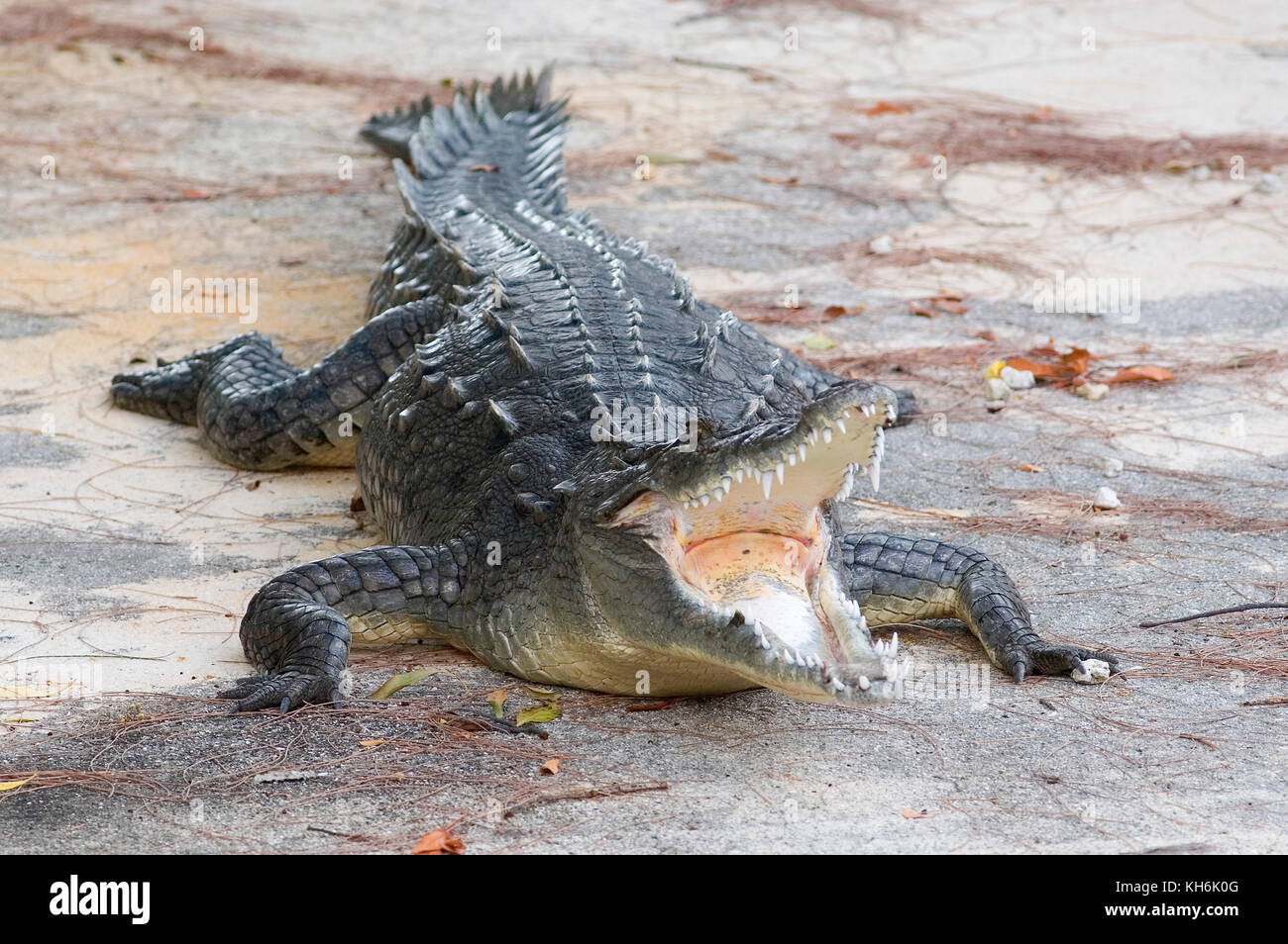 Coccodrillo americano, Crocodylus acutus, su una rampa di lancio di barche in cemento nelle Florida Keys. Specie in pericolo Foto Stock