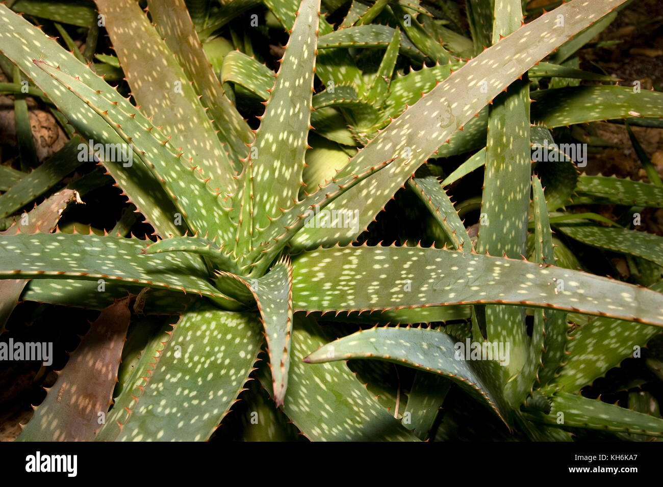 Aloe vera Foto Stock