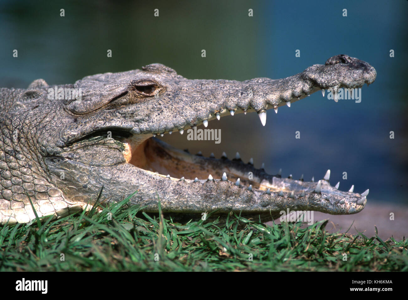 Coccodrillo americano, Crocodylus acutus Foto Stock